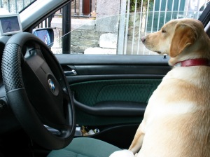 Trixy,  a sofőr... :) (A kutya az autista gyermekek vezetője lesz majd)