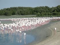 My favorite place in Dubai: wildlife sanctuary. Flamingos relaxing…