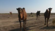 Camels approached our car. Unfortunately we didn’t have food for them. I felt bad: we fooled them…